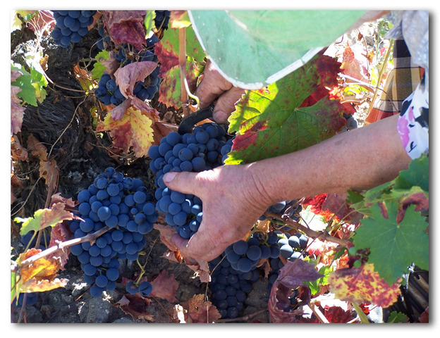 Fiesta de la vendimia