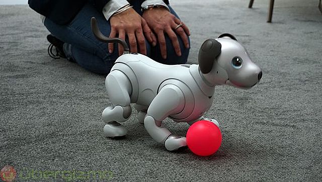 Aibo