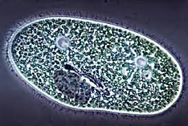 Organisme unicel·lulars