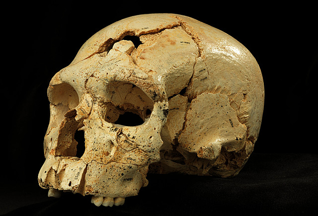 Homo heidelbergensis (encontrado en la Sima de los Huesos de Atapuerca)