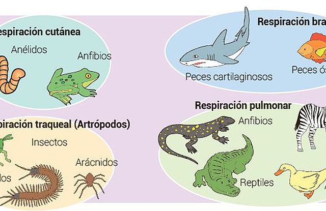 La respiración en animales