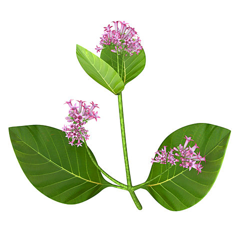 Pellitiere y Coventeu obtuvieron la quinina del arbol de quina