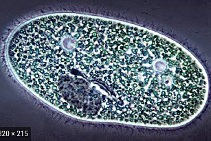 Organismes unicel.lulars