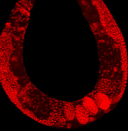 Organismes pluricel·lulars
