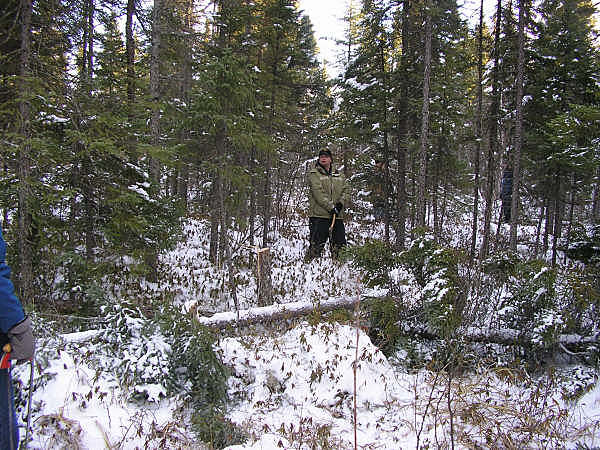 Chrisstmas Tree Chopping