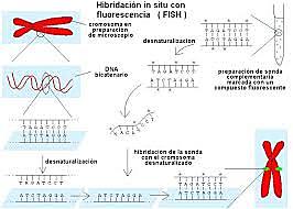 Citogenética molecular