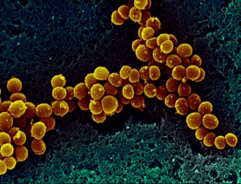 Primeres formes de vida