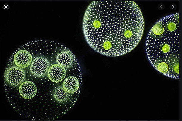 Organismes Pluricel·lulars