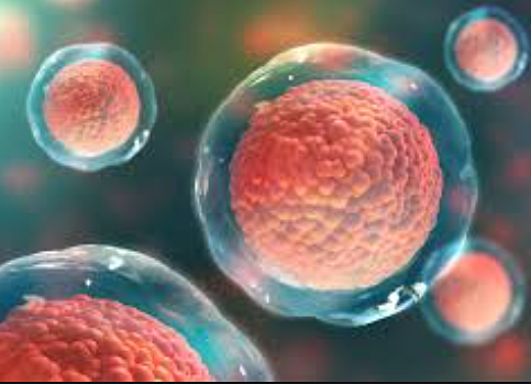 Organismes Unicel·lulars