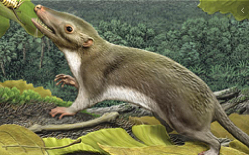 Aparició del Mamífers