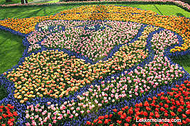 Los tulipanes de Holanda