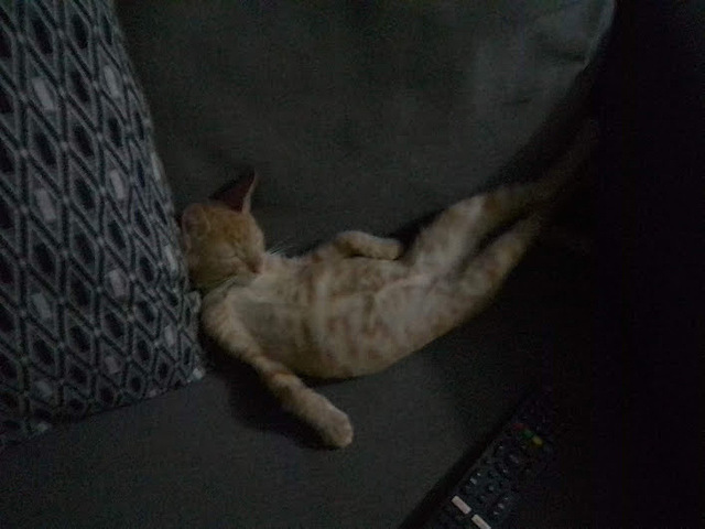 Un nuevo michi llega a mi vida