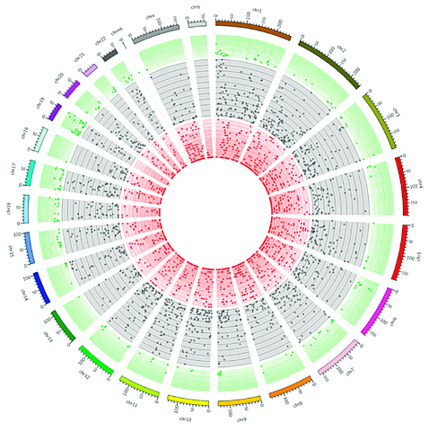 Physical Map of Human Genome Completed