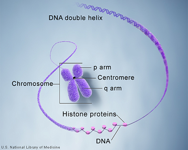 Chromosome 22