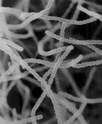 Streptomyces griseus