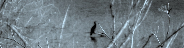 Así como las aves que habitan en nuestra zona