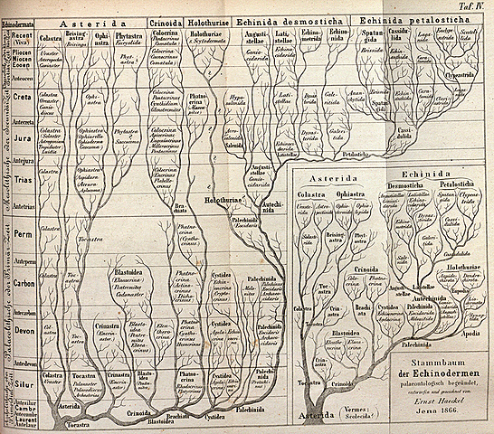 Árbol genealógico monofilético de los organismos