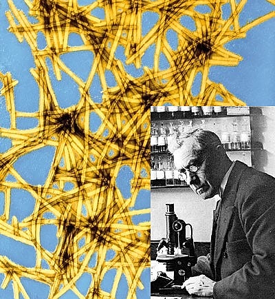 Concepto de Virus: Martinus Beijerinck