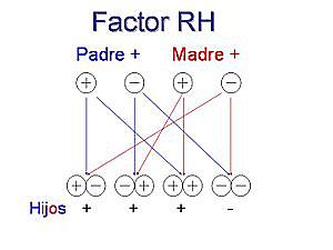 Descubrimiento de los grupos de Rh