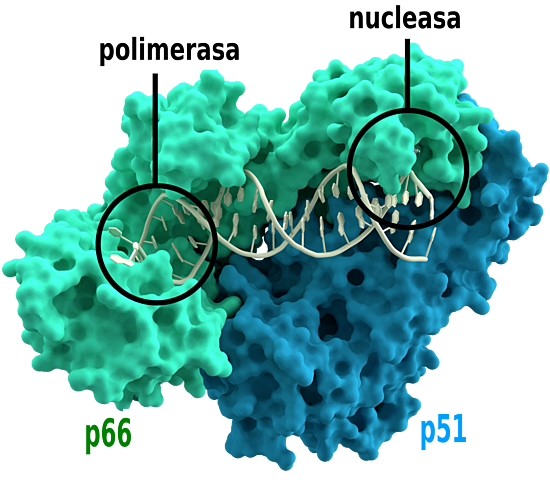 Transcripción Inversa: Howard Temin, David Baltimore y Renato Dulbecco