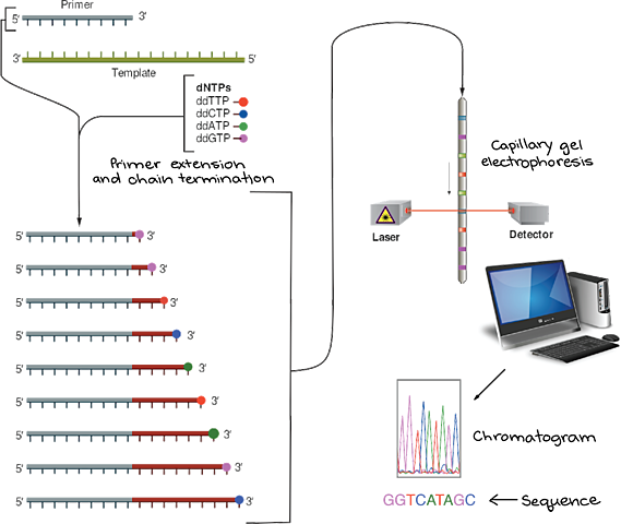 Secuenciación del ADN