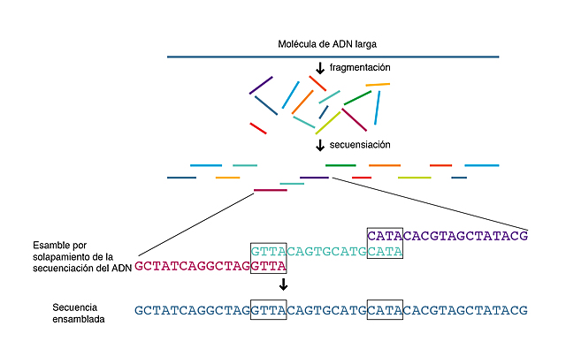 Secuencia de Haemophilus Influenzae