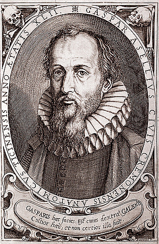 Aselli - Quilíferos.