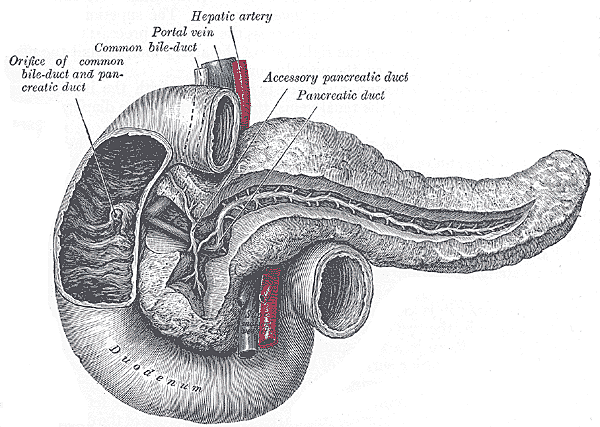 Wirsung - Conducto pancreático.