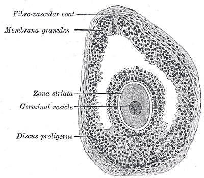 Von de Graaf - Folículos del ovario.