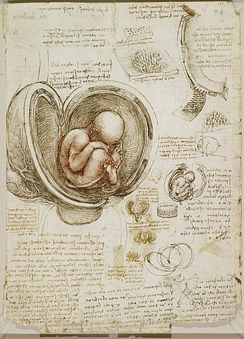 Antomia d'un bebe