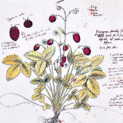 Timeline: LA HISTORIA DEL CONCEPTO DE BIODIVERSIDAD.