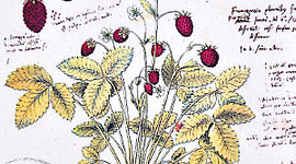 Timeline: LA HISTORIA DEL CONCEPTO DE BIODIVERSIDAD.