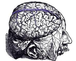 Alejandría- Herófilo