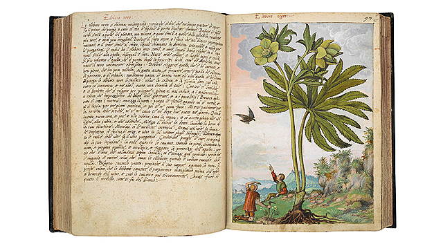 Roma- Dioscórides (60 d. C)