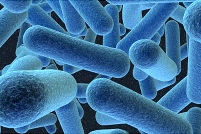 Organismes unicel·lulars