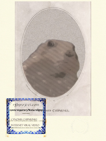 Cynomys Chipmunki
