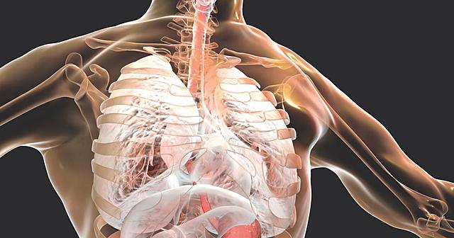 Disección anatómica