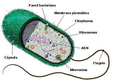 LA BASE CELULAR CELULAR DE LA VIDA
