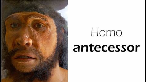 Datación del homo antecessor
