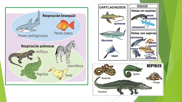 semana 2 (primera sesión)