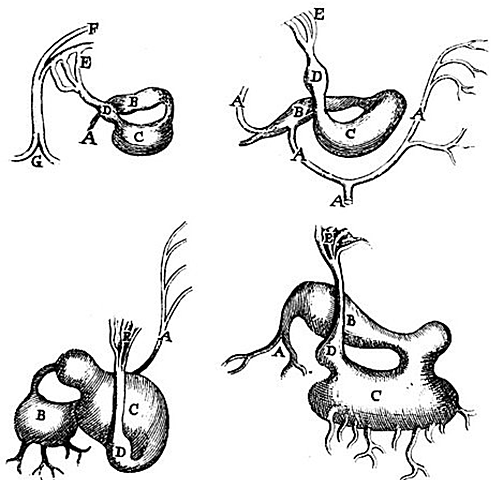 Marcelo Malpighi - Observó con su instrumento el paso de la sangre a través de los capilares..