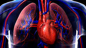Sistema circulatorio. Clase 1