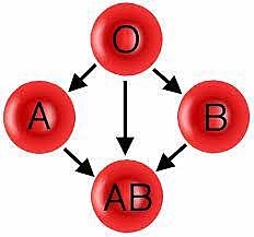 Descatello y Sturfi (ayudantes) - Descubrieron el grupo O.