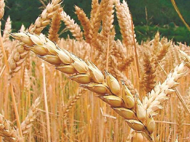 Se inician las exportaciones de trigo