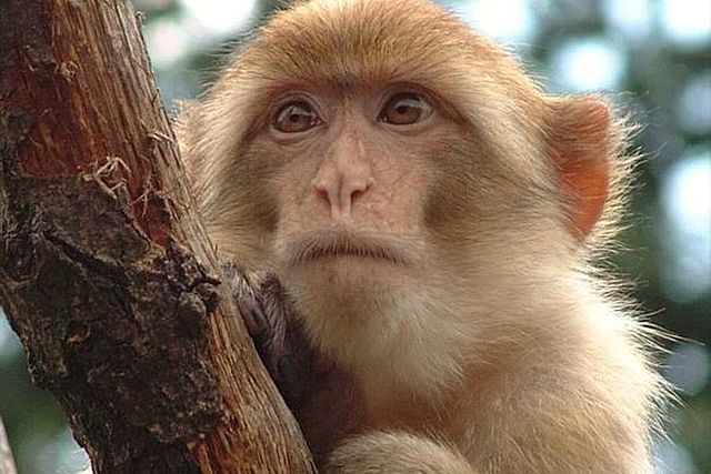Macacus Rhesus