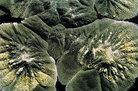 Penicillinum notatum