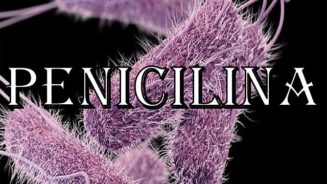 Derivado del Penicillinum notatum