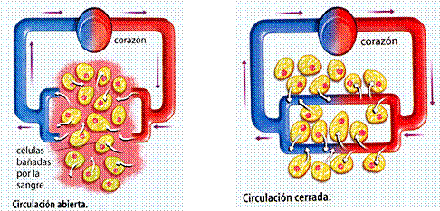 Sistema circulatorio. Clase 2