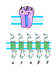 Receptor nicotínico