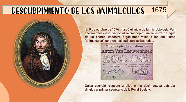 Se observan las bacterias por primera vez